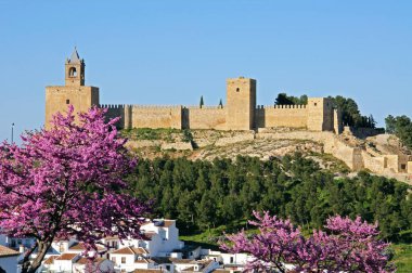 Şehrin ve kalenin ön planda pembe çiçekli manzarası, Antequera, Malaga Eyaleti, Endülüs, İspanya, Avrupa.