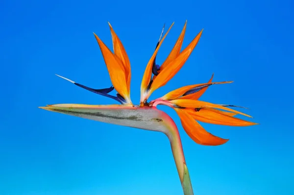 青い背景を持つ楽園の花の鳥 Strelitzia Reginae — ストック写真