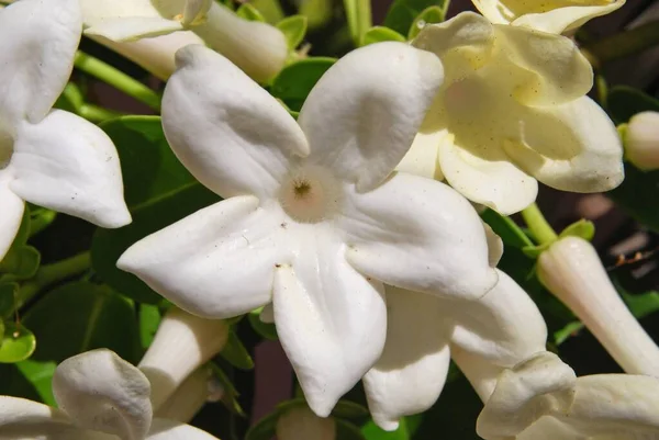 Мадагаскар Jasmine Bloom Costa Del Sol Malaga Province Andalucia Spain — стоковое фото