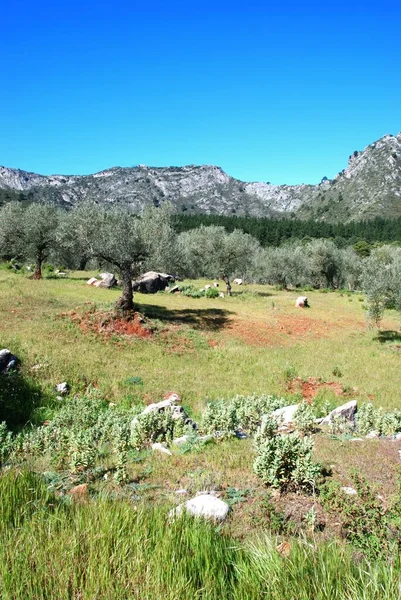 View Olive Groves Mountains Refugio Juanar Marbella Costa Del Sol — Stock Photo, Image