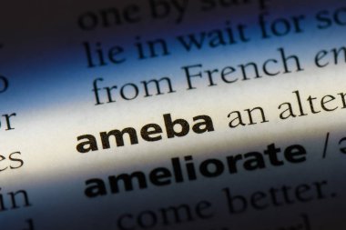 Ameba sözcük sözlüğe. Ameba kavramı.