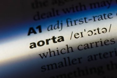 aort Word'de bir sözlük. aort kavramı.