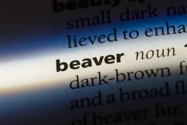 Kunduz tek kelimeyle bir sözlük. Kunduz kavramı.