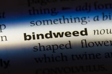 gündüzsefası Word'de bir sözlük. kahkaha kavramı.