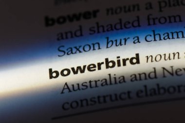 bowerbird sözcük sözlüğe. bowerbird kavramı.