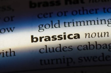 Brassica Word'de bir sözlük. Brassica kavramı.
