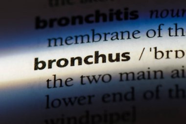 bronş Word'de bir sözlük. bronş kavramı.