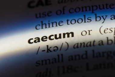 caecum sözcük sözlüğe. caecum kavramı.