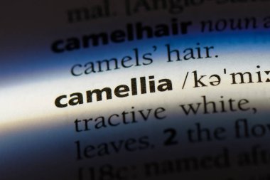 Kamelya Word'de bir sözlük. Kamelya kavramı.