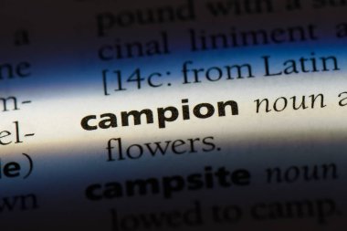 Campion Word'de bir sözlük. Campion kavramı.