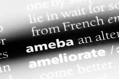 Ameba sözcük sözlüğe. Ameba kavramı.
