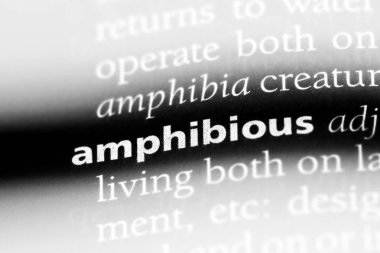amfibi tek kelimeyle bir sözlük. amfibi kavramı.