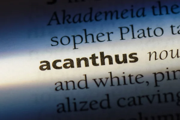 Acanthus Word Dictionary Acanthus Concept — Stock Photo, Image