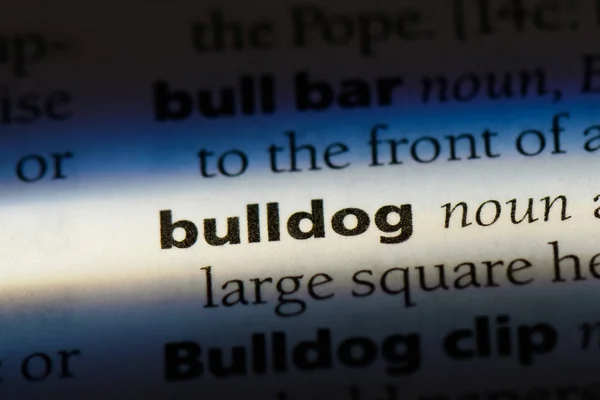 Bulldog Word Bir Sözlük Bulldog Kavramı — Stok fotoğraf