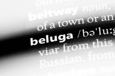 bir sözlüğü'ndeki Beluga sözcüğü. Beluga kavramı.
