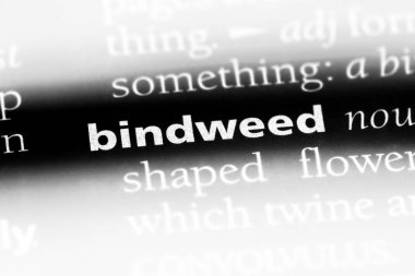 gündüzsefası Word'de bir sözlük. kahkaha kavramı.