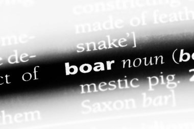 yaban domuzu Word'de bir sözlük. yaban domuzu kavramı.