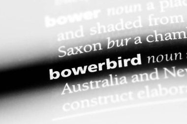 bowerbird sözcük sözlüğe. bowerbird kavramı.
