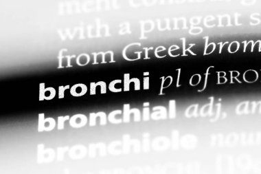 bronşlar Word'de bir sözlük. bronşlar kavramı.