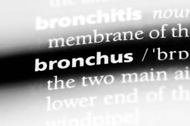 bronş Word'de bir sözlük. bronş kavramı.