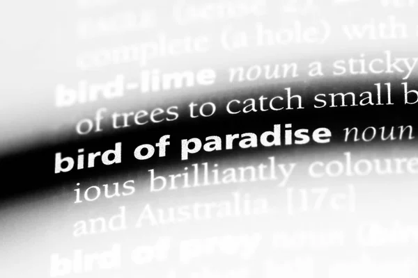 bird of paradise word in a dictionary. bird of paradise concept.