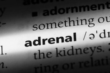 adrenal tek kelimeyle bir sözlük. adrenal kavramı.