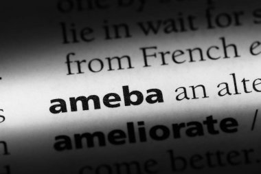 Ameba sözcük sözlüğe. Ameba kavramı.