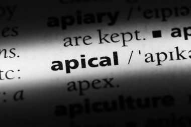 apikal tek kelimeyle bir sözlük. apikal kavramı.