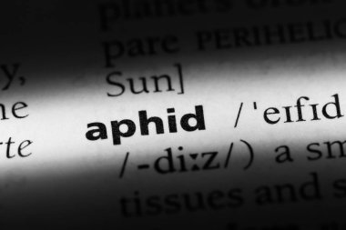 yaprak biti Word'de bir sözlük. yaprak biti kavramı.