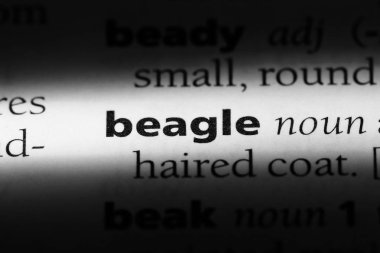 Beagle Word'de bir sözlük. Beagle kavramı.