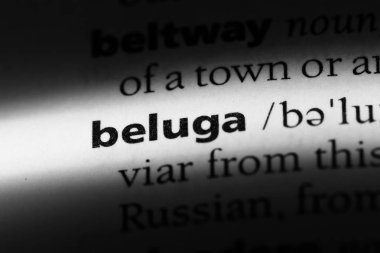 bir sözlüğü'ndeki Beluga sözcüğü. Beluga kavramı.
