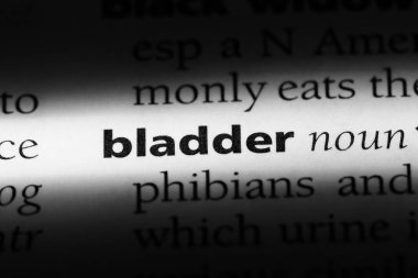 mesane Word'de bir sözlük. mesane kavramı.