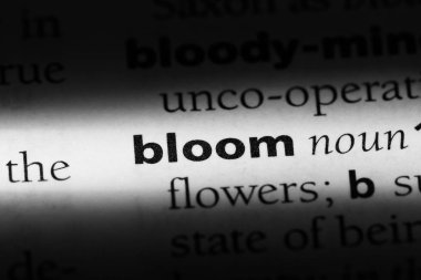 Bloom Word'de bir sözlük. Bloom kavramı.