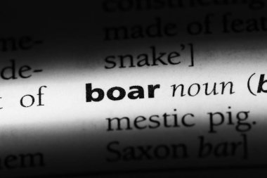 yaban domuzu Word'de bir sözlük. yaban domuzu kavramı.