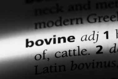 sığır tek kelimeyle bir sözlük. sığır kavramı.