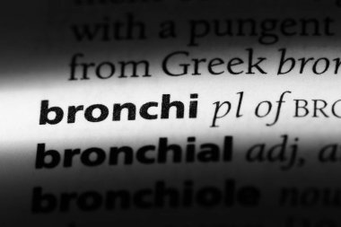 bronşlar Word'de bir sözlük. bronşlar kavramı.