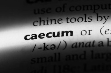 caecum sözcük sözlüğe. caecum kavramı.