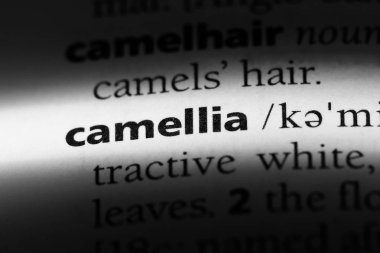 Kamelya Word'de bir sözlük. Kamelya kavramı.