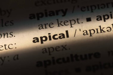 apikal tek kelimeyle bir sözlük. apikal kavramı.