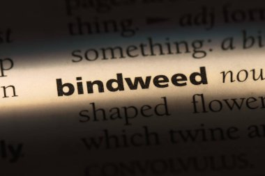 gündüzsefası Word'de bir sözlük. kahkaha kavramı.