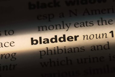 mesane Word'de bir sözlük. mesane kavramı.