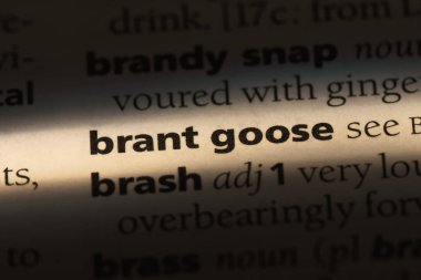 Brant bir sözlüğü'ndeki sözcüğü kaz. Brant kaz kavramı.