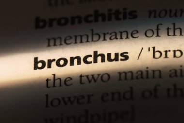 bronş Word'de bir sözlük. bronş kavramı.