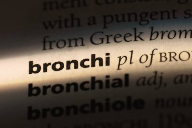 bronşlar Word'de bir sözlük. bronşlar kavramı.