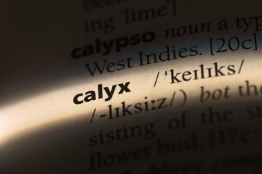 Calyx Word'de bir sözlük. Calyx kavramı.