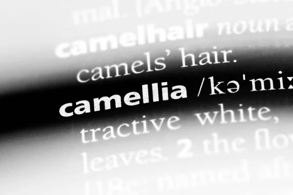 Camellia Woord Een Woordenboek Camellia Concept — Stockfoto
