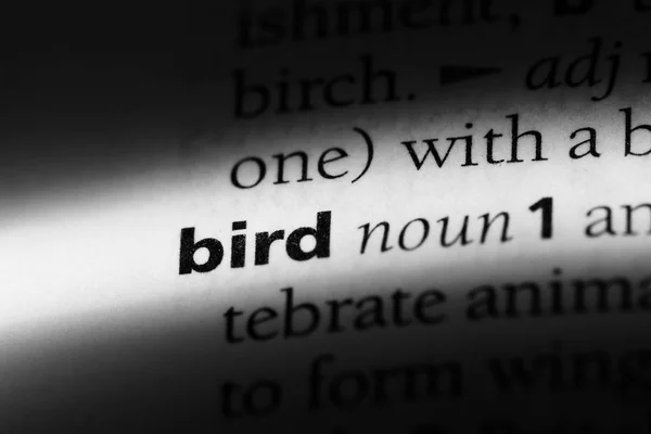 Пташине Слово Словнику Концепція Птахів — стокове фото