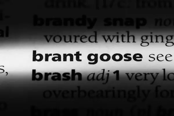 Brant Gås Ordet Ordbok Brant Goose Koncept — Stockfoto