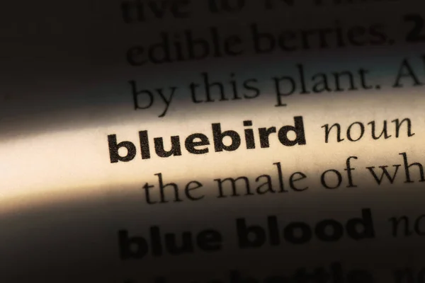 Чорне Слово Словнику Концепція Синього Кольору — стокове фото