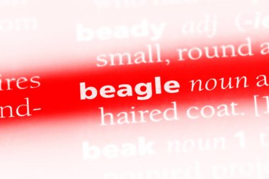 Beagle Word'de bir sözlük. Beagle kavramı.